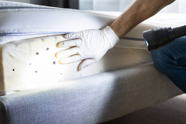 Best Flea Control Services  in Marriott Slaterville, UT